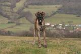 DOGUE ALLEMAND 984
